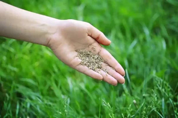 Bermuda Grass Seed: The Ultimate Guide to Growing a Lush Lawn