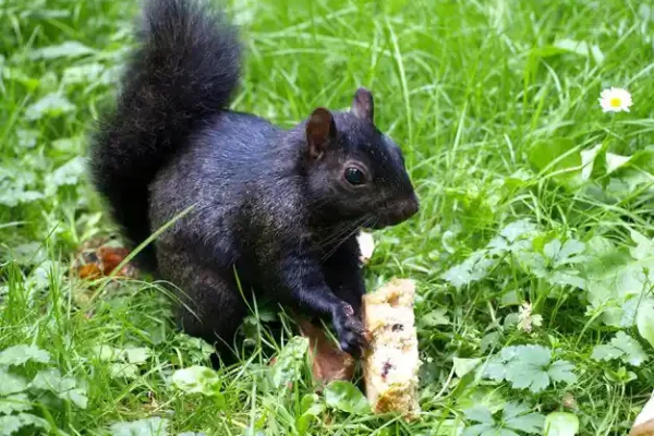 Black Squirrel: Nature's Unique and Mysterious Creature