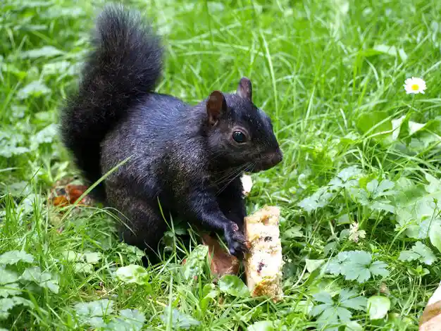 Black Squirrel: Nature's Unique and Mysterious Creature